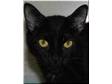 Adopt Lucy in the Sky a Domestic Short Hair