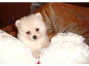 Pomeranian Tcup Female Puppy for Rehoming