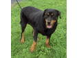Adopt Surprise - EXTREME a Rottweiler