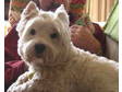 Adopt Hamish a West Highland White Terrier Westie