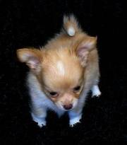 Quality chihuahua puppy forsale