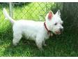 Adopt Benji a West Highland White Terrier Westie