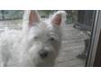 Adopt Raleigh a West Highland White Terrier Westie
