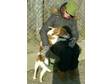 Adopt Foster home needed a Beagle