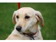 Adopt Danny a Yellow Labrador Retriever, Beagle
