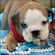 Bulldog Puppies For Sale
